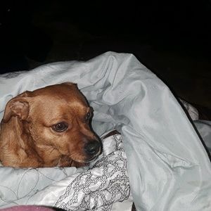 Meet your Posher, Dolores